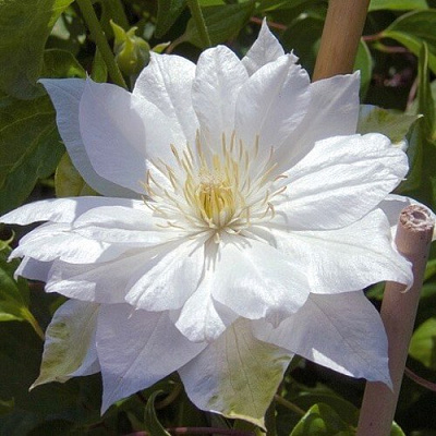 Клематис ДАЧЕСС ОФ ЭДИНБУРГ в Новополоцке