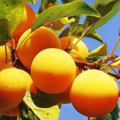 Слива МЕДОВАЯ ЖЁЛТАЯ в Новополоцке