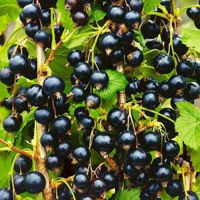Смородина чёрная ИЗЮМНАЯ в Новополоцке