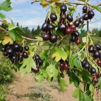 Смородина золотистая ЛЕВУШКА в Новополоцке