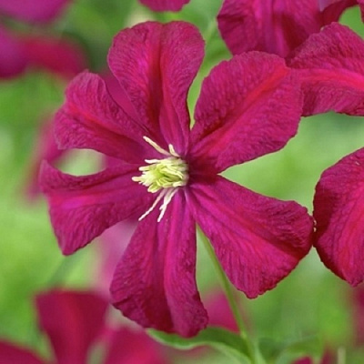 Клематис МАДАМ ДЖУЛИЯ КОРРЕВОН в Новополоцке