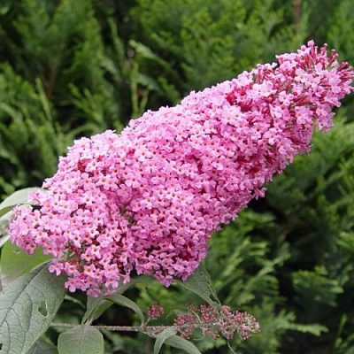 Буддлея давида ПИНК ДЕЛАЙТ в Новополоцке