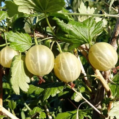 Крыжовник БЕЛОРУCСКИЙ САХАРНЫЙ 2 в Новополоцке