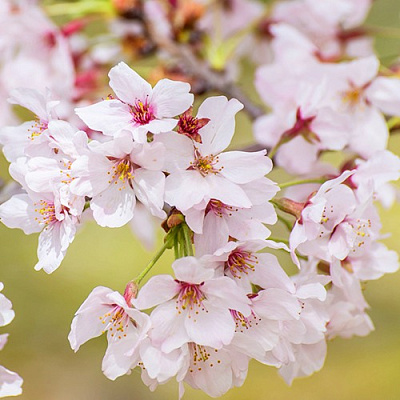 Сакура КОЙО НО МАЙ в Новополоцке