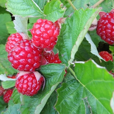 Ежемалина РЕД ДАЙМОНД в Новополоцке