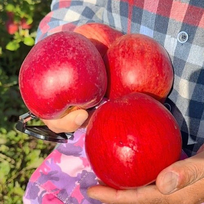 Яблоня ПАМЯТЬ СЮБАРОВОЙ в Новополоцке