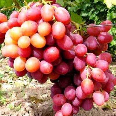 Виноград АНЮТА в Новополоцке