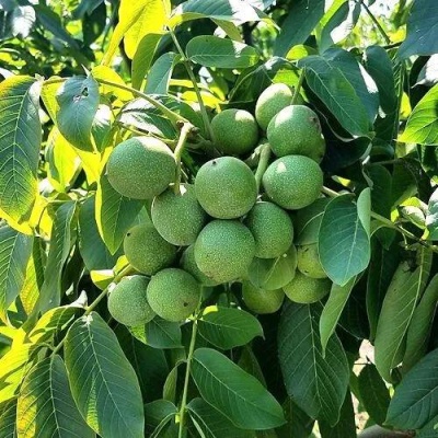 Грецкий орех  ИЗЯЩНЫЙ в Новополоцке