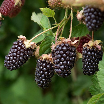 Ежемалина БОЙСЕНБЕРРИ в Новополоцке