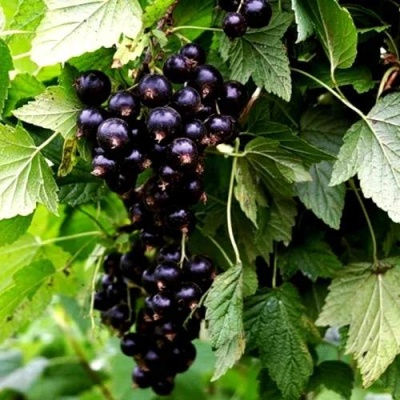 Смородина чёрная БЕЛОРУССКАЯ СЛАДКАЯ в Новополоцке