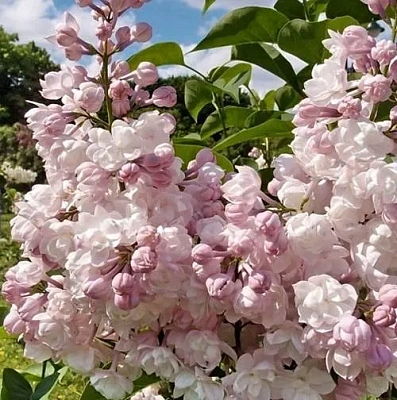 Сирень КРАСАВИЦА МОСКВЫ (привитая) в Новополоцке