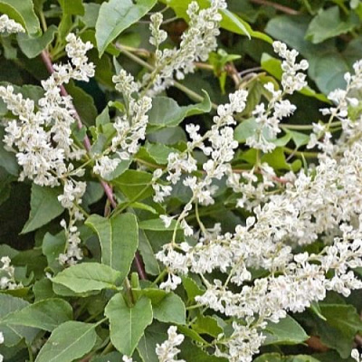 Фаллопия АУБЕРТА в Новополоцке