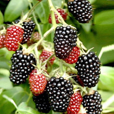 Ежемалина ДАРРОУ в Новополоцке