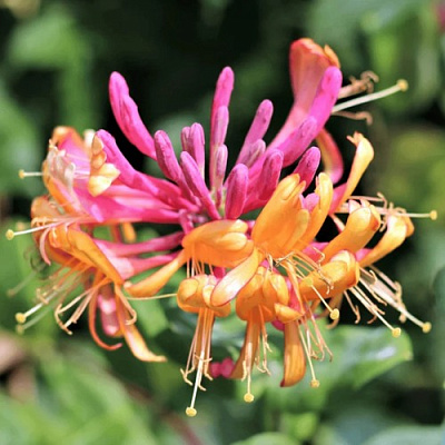 Жимолость ГЕКРОТА в Новополоцке