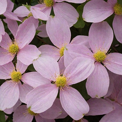 Клематис ГОРНЫЙ в Новополоцке