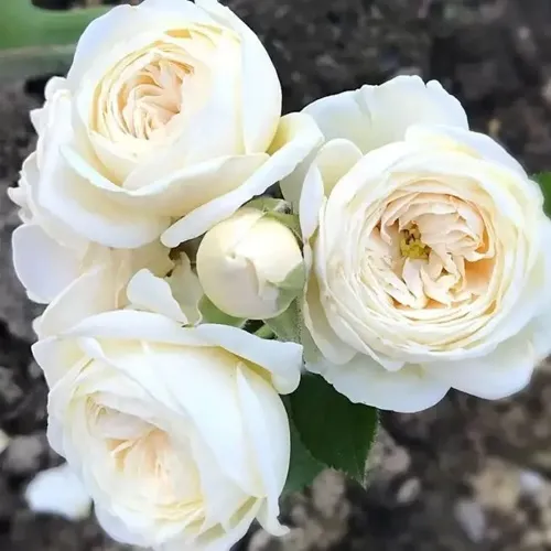 Роза АРТЕМИС шраб в Новополоцке