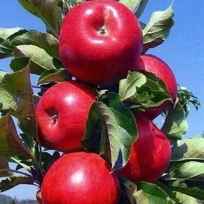 Колонновидные яблони в Новополоцке