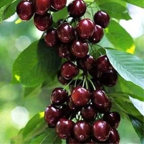 Черешня УДИВИТЕЛЬНАЯ в Новополоцке