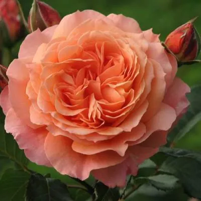 Роза шраб в Новополоцке